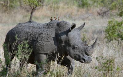 Rhino with three birds on his back in grasslands