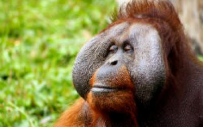 Oil Palms to Orangutans - Forest Conservation in Borneo