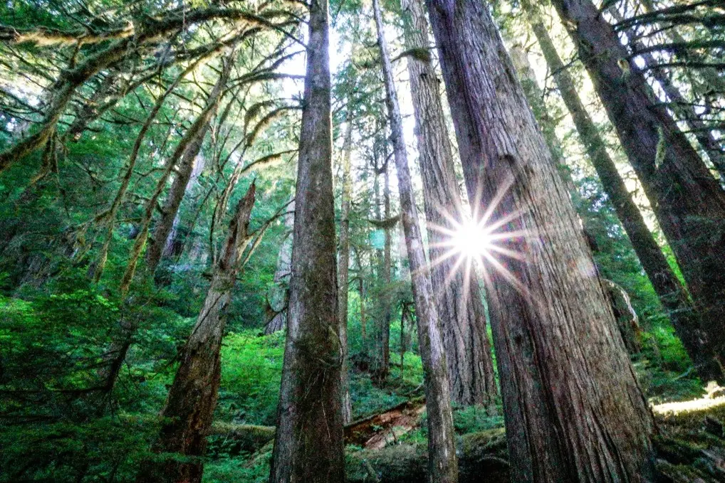 A dense forest with tall trees and sunlight streaming through branches, creating a starburst effect.